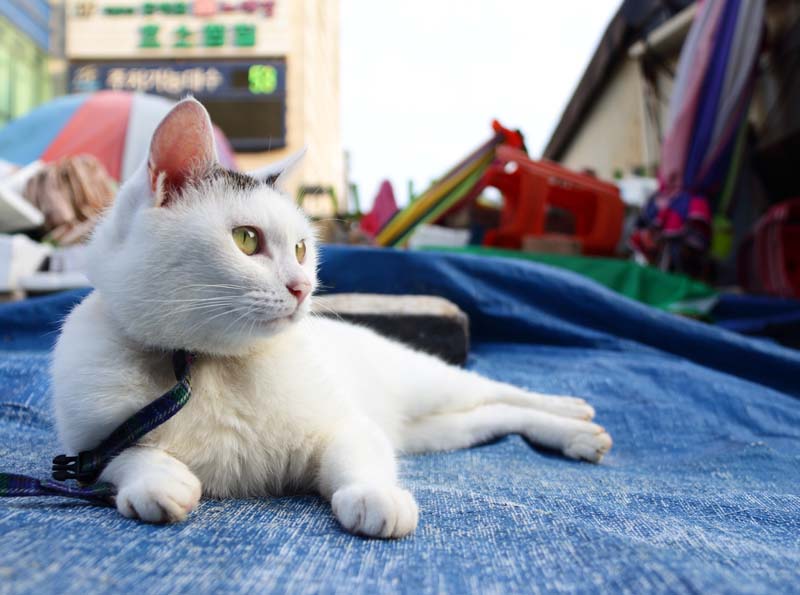 a white cat lying on a blue blanket