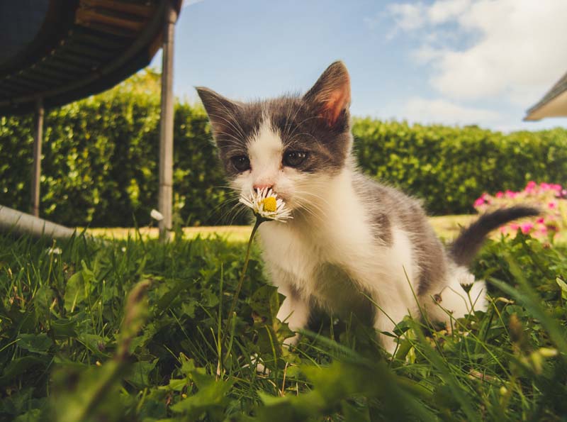 a cat smelling a flower