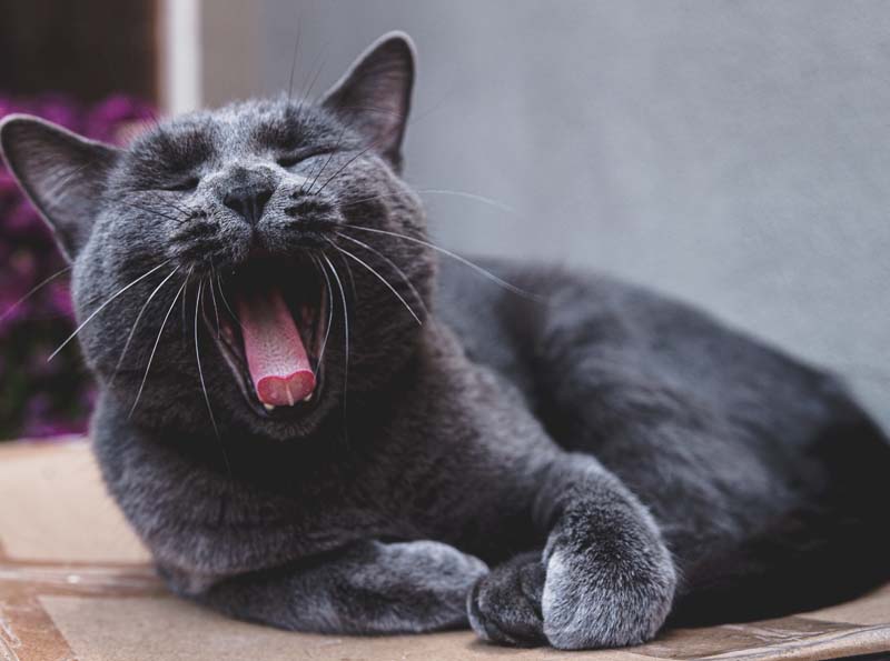 a cat yawning and lying down