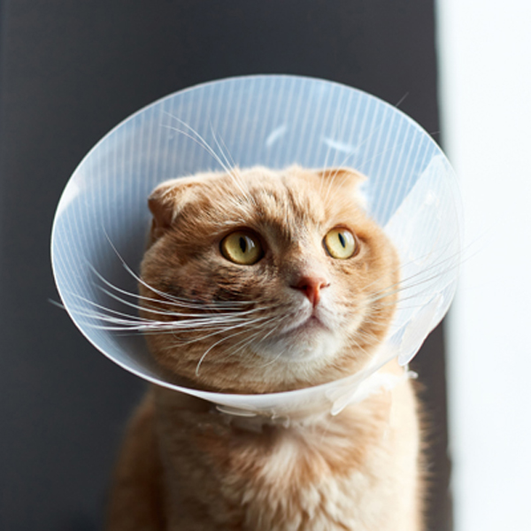 A cat with a cone around its neck