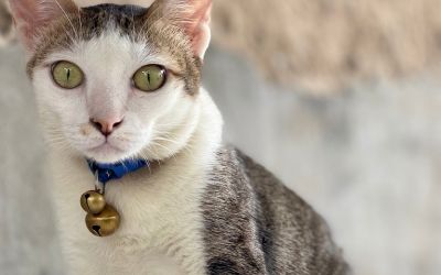white and gray cat in blue collar