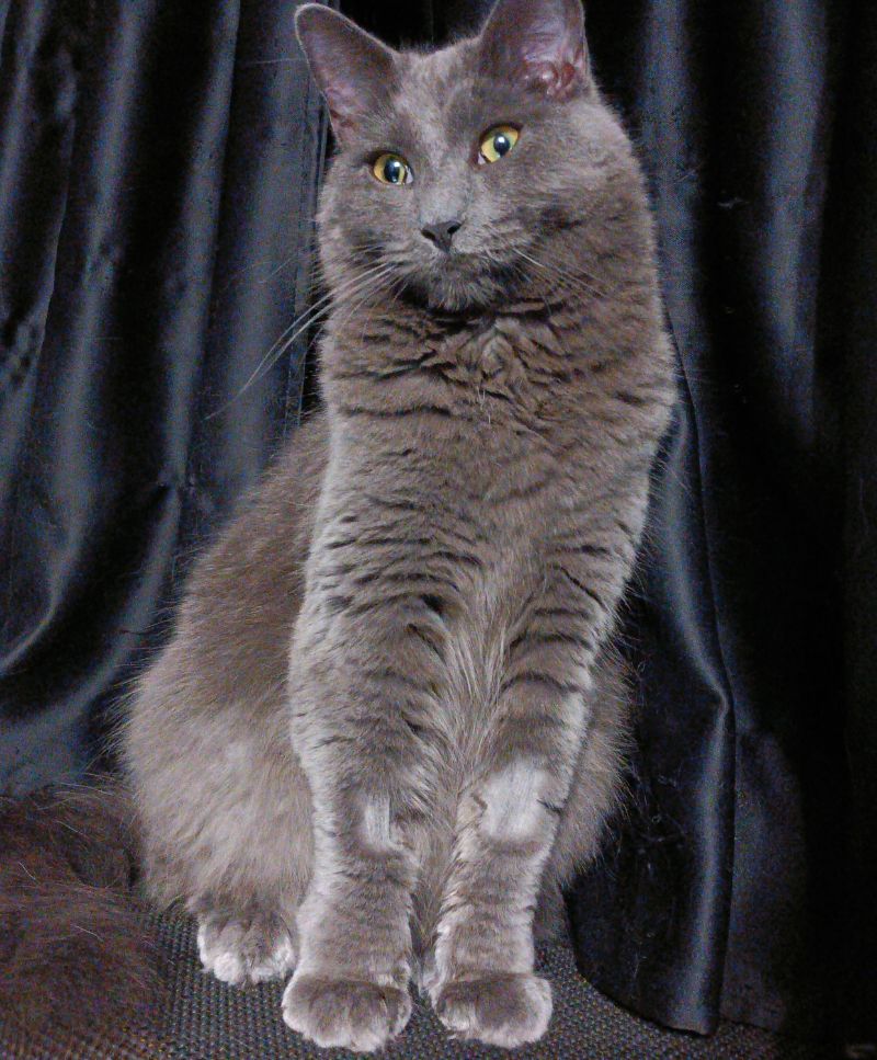 A grey cat