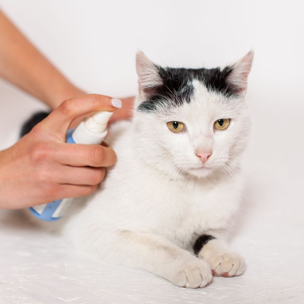 Parasite Prevention Image Parasite Prevention Treatment